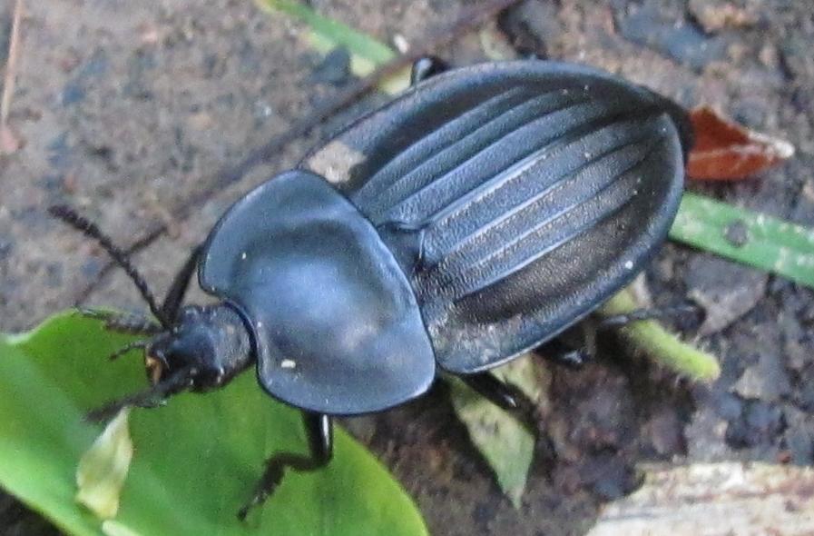 Silpha obscura? No. Silpha carinata